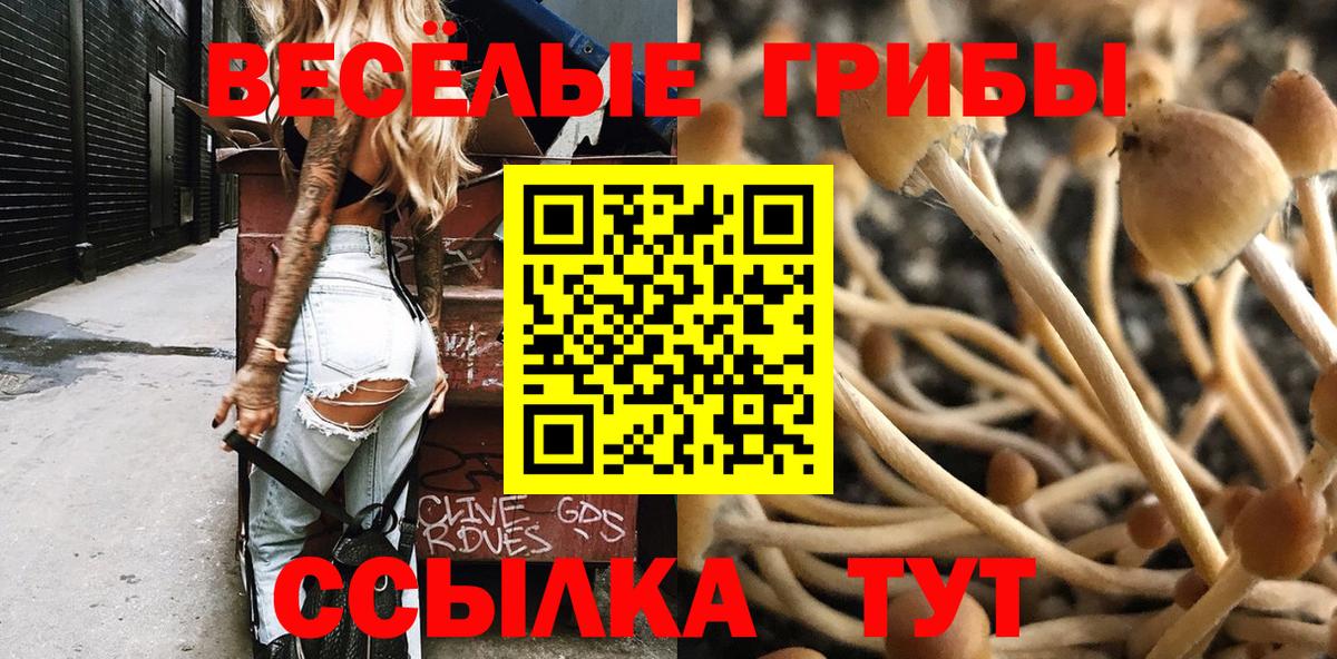Галлюциногенные грибы Psilocybe  Галлюциногенные грибы Psilocybe  Мариинск  Вход с VPN 